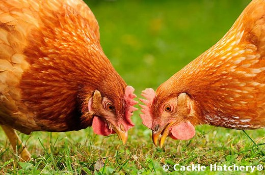 Breed Profile: Golden Comet Chickens - Backyard Poultry