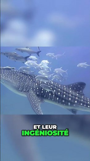 Les Requins : Maîtres des Mers et Prédateurs Fascinants