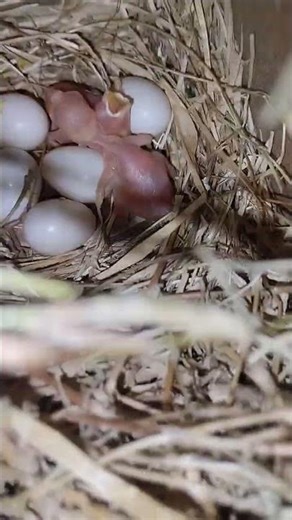 Fon java#breeding #javasparrow #birds #fonjava 🐦🐦🐦‍⬛🐦🐦‍⬛🐦🐦‍⬛🐦🐦‍⬛🐦🐦‍⬛🐦🐦‍⬛🐦🐦‍⬛🐦🐦‍⬛🐦🐦‍⬛🐦‍⬛🐦🐦‍⬛🐦‍⬛🐦‍⬛