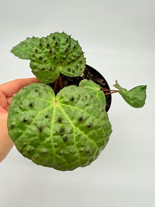 Begonia Ferox (plant B) - Etsy