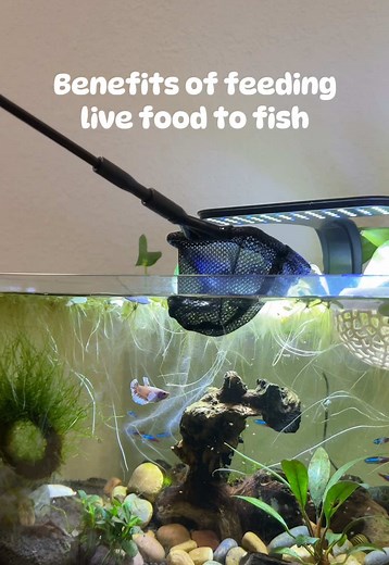 Feeding Your Fish: Daphnia & Live Food