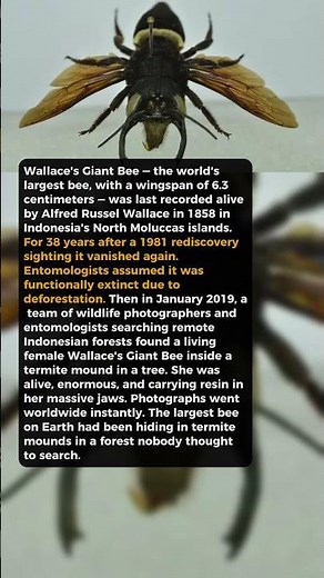 This Insect Was Extinct — Then A Beekeeper Found A Colony In His Wall #wildlife
