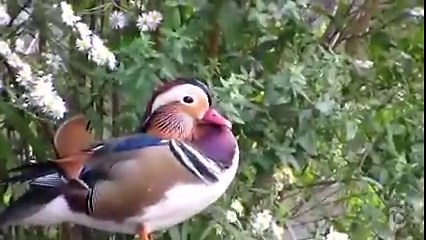A Mandarin Duck Mysteriously Appears in Central Park, to Birders’ Delight
