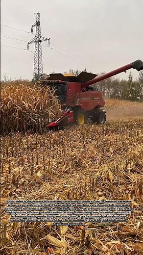 Large-Scale Corn Harvesting with Case IH – Precision & Power Combined #heavymachinery #farming