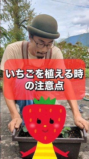 【気を付けて！】いちごの苗を植える時の注意点 #家庭菜園 #いちご栽培