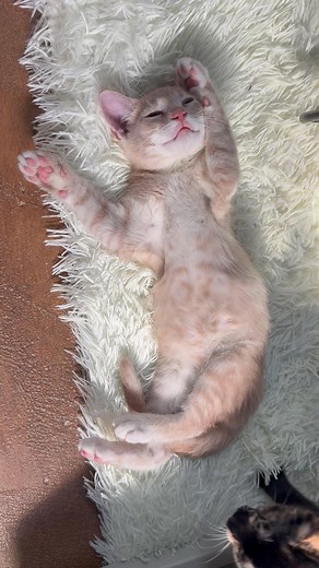Sherbet trying to sleep amongst the kitty chaos 😹 | The Dancing Goat