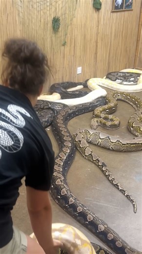 IT’S A SNAKE PARTY🥳 Just another day in the snake den! 🐍💪 Moving these massive beauties into a room filled with even more giants for cleaning day🥲When you’re surrounded by snakes, you have to stay calm, focused, and maybe a little fearless!😅 • • • • #wow #reel #animals #snakes #wow #beautiful #lovely #reelsig #igdaily #dailyreels #snakesofinstagram #animalreels #funny #huge #funday #moving #giant #beauties #wild #wildlife #reticulated #python #snake #den #party #beautiful #amazing #animals 