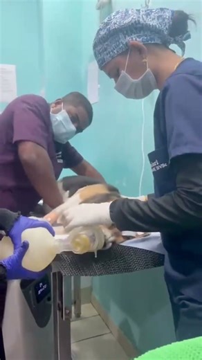 Life-Saving CPR: How Our Pets Care Team Rescues Dogs in Critical Moments