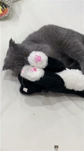 My cat thinks that teddy is a cat HAHA 🤣🤣🤣