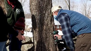 Governor Phil Scott celebrates 2021 maple season at Templeton Farm with annual tree-tapping. Learn more: https://agriculture.vermont.gov/agency-agriculture-food-markets-news/governor-celebrates-2021-maple-season-templeton-farm-annual | Vermont Agency of Agriculture