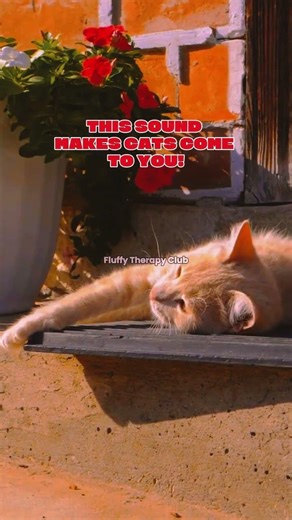 This sound makes cats come to you 🐱