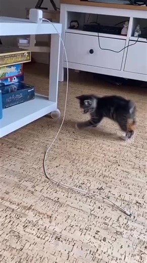 The Funniest Cat Moments You Can't Miss