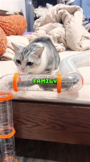 This chipmunk just beat an extreme obstacle course 🐿️