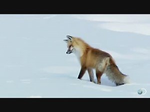 狐のジャンプ猟