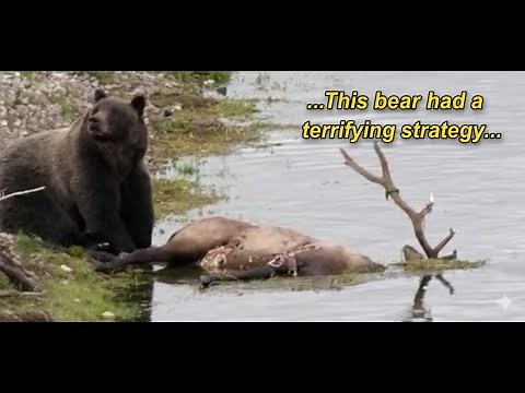 Scary Bear Attacks: Michael Bishop's Brown Bear Battle On Igloo Mountain, Denali, Alaska