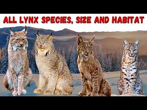 Lynx: From Species, Size, Habitat, and Lifespan Explored