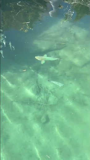 Ever seen a Parrot fish? 👀🐟🇧🇸 #bahamas #fishing #shorts