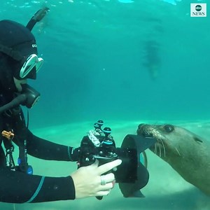 READY FOR MY CLOSE UP: A playful seal is transfixed by his own reflection in a diver's camera. https://abcn.ws/3apKy8V | ABC News