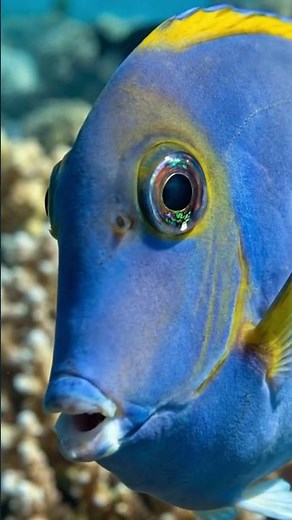 Blue Tang Fish – The Most Beautiful Fish in the Ocean 💙🐠