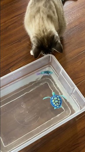 Robo Fish For Cats! 🐱