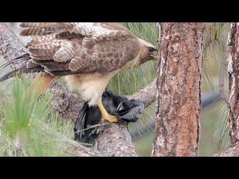 Red-tailed Hawk eats a crow long version