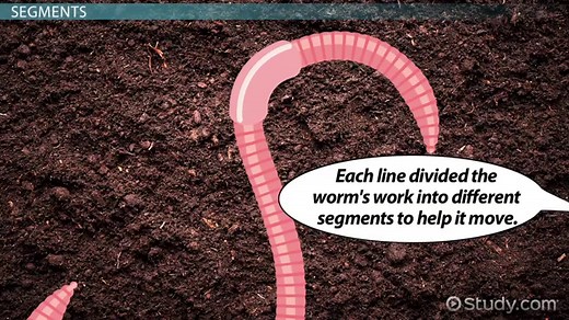 Line Segment: Lesson for Kids