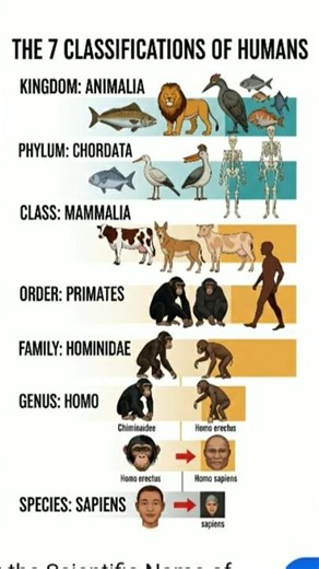 The 7 classification of human