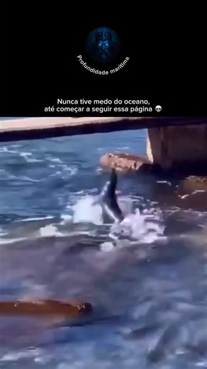Profundezas do Mar on Instagram: "Você sabia que a foca é uma das criaturas mais curiosas e encantadoras do oceano? Com seu olhar atento e movimentos suaves, ela parece brincar com as ondas, mas carrega uma incrível capacidade de adaptação entre o mundo da terra e o mar. Debaixo d’água, a foca se transforma. Seu corpo hidrodinâmico permite mergulhos profundos e longos, enquanto seus sentidos apurados ajudam a localizar peixes mesmo em águas frias e escuras. Ela é ágil, silenciosa e extremamente