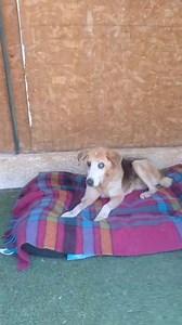 20K views · 1K reactions | PIO ADOTTATO https://fb.watch/nJ71czqLa1/...