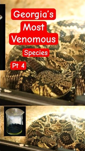Venomous Snakes Of Georgia | Complete Guide To Every Species Pt 4 #venomouscreatures