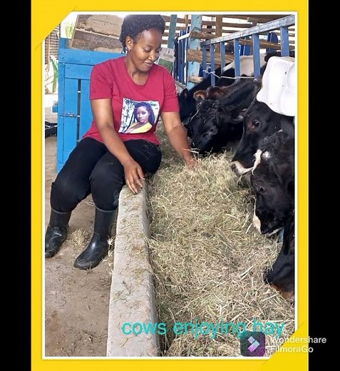 making hay with a manual box baler