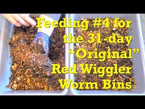 "Original" red wigglers still youngest bins in the wormery at 31 days old - vermicompost