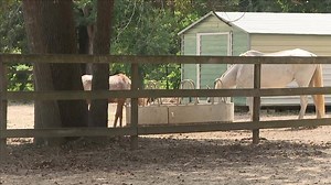 4.4K views · 21 reactions | Clear your Saturday plans and make sure you attend the Cajun Comic Relief Benefit! Cocktails start at 5:45 and the show will follow beginning at 7 PM VFW Post, Orange 5303 N 16th Street All tickets are $25 https://kfdm.com/news/local/horse-stable-that-provides-therapy-to-children-racing-back-after-harvey | KFDM News | Facebook