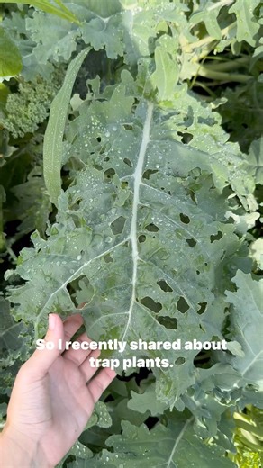 17K views · 846 reactions | It’s common to plant trap plants around...