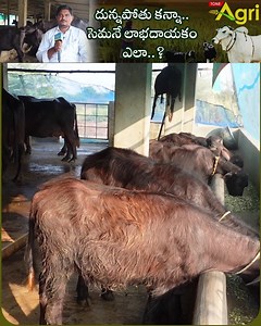 Murrah Buffalo Dairy Farm Shed Design, Construction Plan. How to Start a Buffalo Dairy Farm for Milk Business, and Murrah Buffalo Dairy Maintenance Information Guide by Gumma Samba Sivarao, Vejendla Village, Chebrolu Mandal, Guntur District. #ToneAgri #BuffaloDairyFarming #MurrahBuffaloDairyFarm #DairyFarmShedDesign #DairyShedConstruction #BuffaloDairyMaintenance #MurrahBuffaloMilk #SmallBusinessIdeas #BuffaloMilkBusiness #MilkProduction #DairyFarmingGuide #BuffaloDairyBusinessPlan #FarminginTel