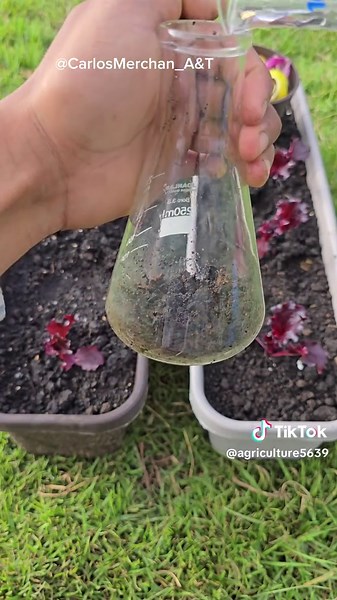 How alive is your soil? 🌱 We tested two lettuce pots—one with compost and one with chemical fertilizer—by adding hydrogen peroxide to measure microbial activity. The compost-rich soil reacted with intense bubbling, showing it’s full of life! 🧪 #SoilHealth #OrganicGardening #CompostVsChemical #GardeningExperiment #MicrobialLife #GrowYourOwnFood #SustainableFarming #EcoFriendlyFarming #SoilBiology #USAgardening