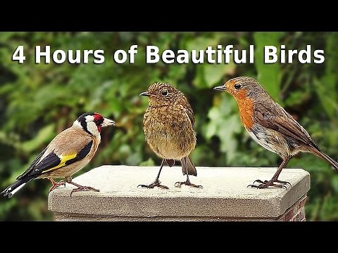 Sounds for Cats : 4 HOURS of Beautiful Garden Birds