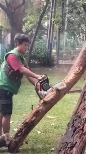 Trending Woodworking project Firewood tree cutting techniques #shorts #wood #diy