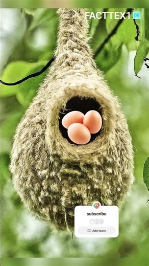 snake eat Bird's eggs 🥚