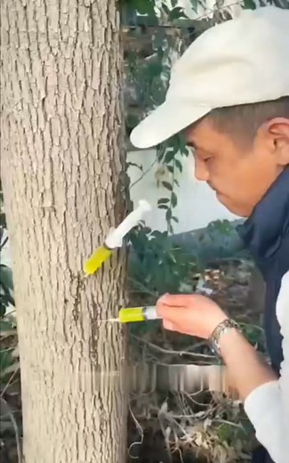 Why are Japanese people injecting tree's. | Think New