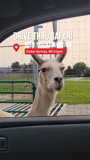 Deer Tracks Junction in Cedar Springs, Michigan is Michigans only Drive-Thru Safari