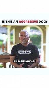 809K views · 8.9K reactions | Is this dog going to bite? Reacting to videos you tag me in! Learn more and ask your questions Training Cesar's Way #betterhumansbetterplanet | Cesar Millan | Facebook