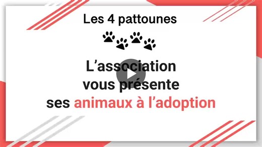 [🆘 SANS VOTRE AIDE, NOUS NE POURRONS PLUS SAUVER DAVANTAGE DE CHIENS 🐶… NOUS DEVONS LEUR TROUVER DES FAMILLES🙏🙏🙏] Partagez sans modération, parlez d’eux autour de vous… ADOPTEZ 💗 ce soir… | Les4pattounes