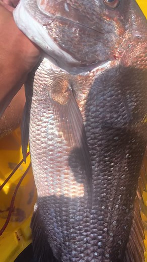 Kayak Fishing Tips for Snapper with ASMR Experience