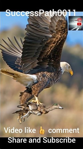 “Eagle Attacks Duck in Air | Powerful Eagle Hunting Skills Caught on Camera” #HuntingSkills