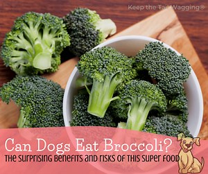 What You Need to Know About Feeding Broccoli Sprouts to Dogs