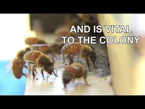 Honey Bees Fanning | Slow Motion