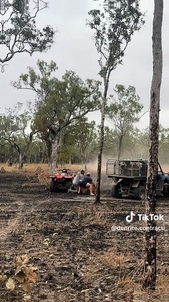 Feral Cattle Management: Innovative Approaches