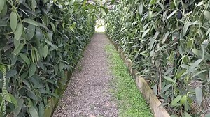 vanilla plant tree growing in garden farm. Vanilla Planifolia plantation