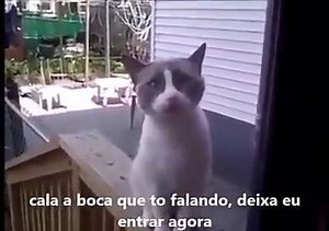 442K views · 18K reactions | Gato dando bronca na sua dona  | Gato Peralta | Facebook